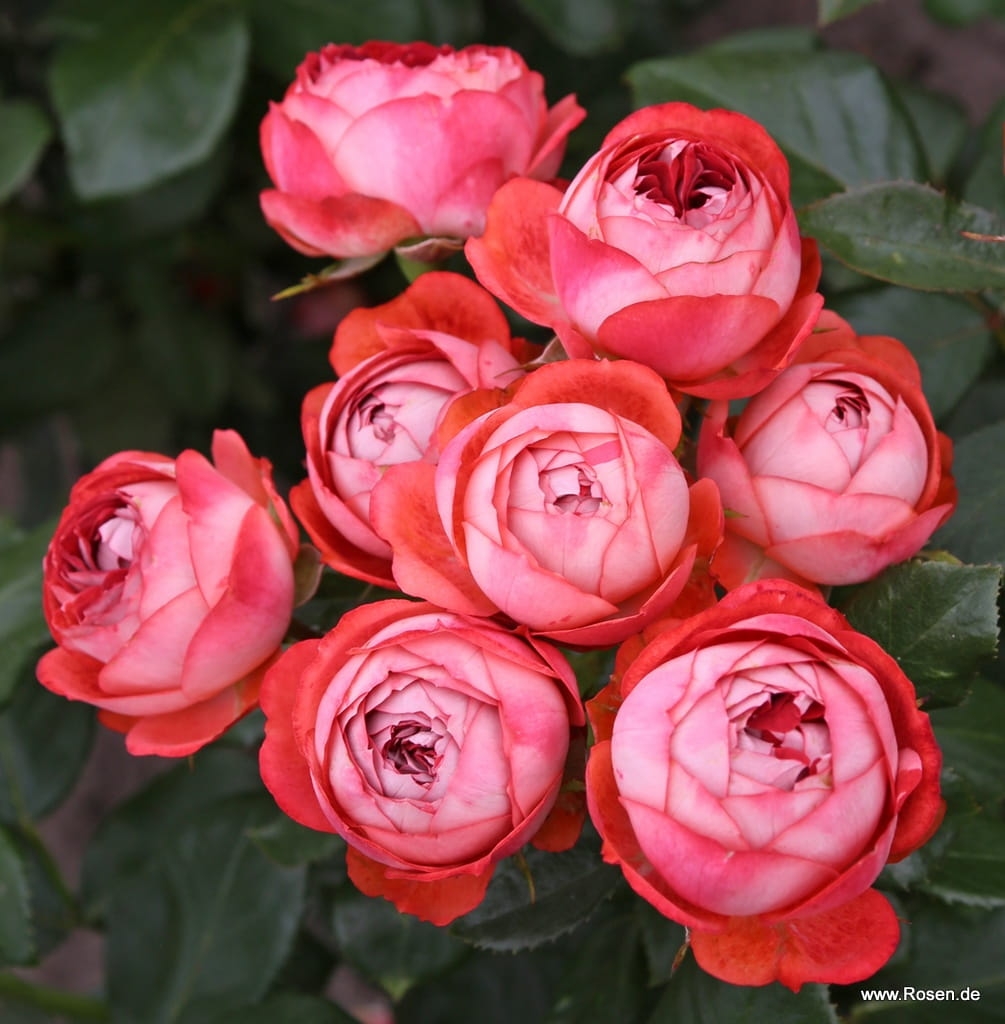 R a Pompeji Rosa wik