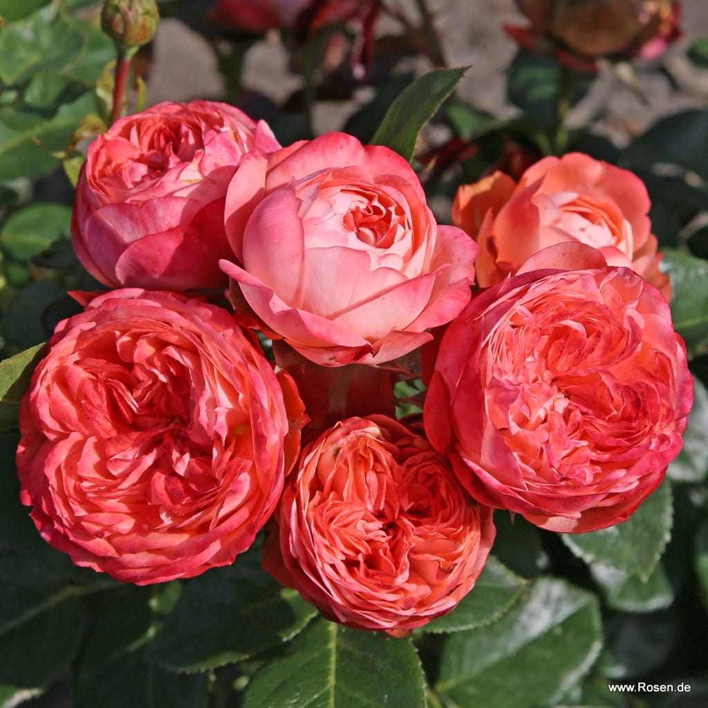 R a Pompeji Rosa wik
