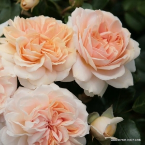 Róża Garden of Roses®