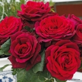 rose_rot_edelrose_Graefin-Diana_Kordes_00.jpg