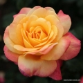 rose_bunt_edelrose_speelwark_kordes_01_1.jpg