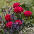 Graefin_Diana_2599547f31182f.jpg
