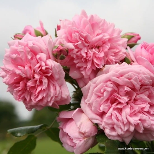 rose_rosa_kletterrose_sweet-laguna_kordes_4.jpg
