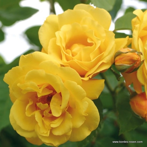 rose_gelb_kletterrose_golden-gate_kordes_02.jpg