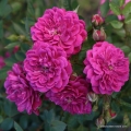 rose_lila_bodendecker_purple-rain_kordes_02.jpg