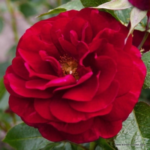 Róża Bordeaux® Kordes Rose Bordeaux®