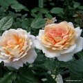 Grossherzogin_Luise_259a6699d323ab.jpg