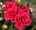 rose-gartenfreund.jpg