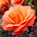 Róża Coral Lions - Rose®
