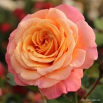 Róża Peach Melba®