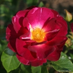 Róża Ile de Fleurs®