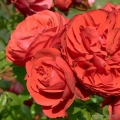 rose_rot_beetrose_cherry-girl_kordes_01_1.jpg