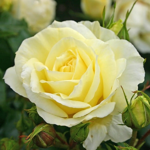 rose_gelb_edelrose_limona_kordes_6380.jpg