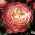 rose_bunt_edelrose_nostalgie_kordes_01_1.jpg