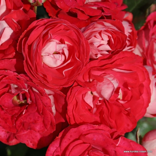 Rosige_Landdrostei_359acfb5cbc2a7.jpg