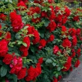 rose_rot_parkrose_hansaland_kordes_4.jpg