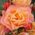 rose_bunt_strauchrose_landlust_kordes_4.jpg