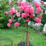 Róża Rosarium Uetersen® na pniu