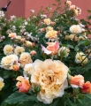 108293449_10220534504705500_1444073761540547977_o.jpg