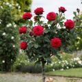 Graefin_Diana_Stamm_1.jpg
