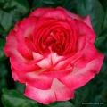 rose_rot_kletterrose_antike89_kordes_2.jpg