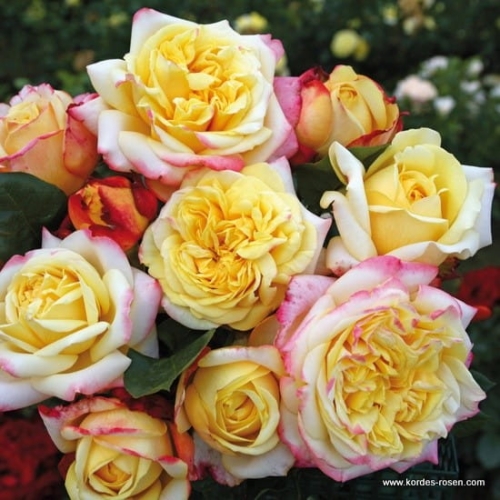 rose_bunt_edelrose_kordes-jubilee_kordes_02.jpg