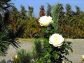 Lions-Rose małe.jpg