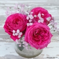 Róża Freifrau Caroline