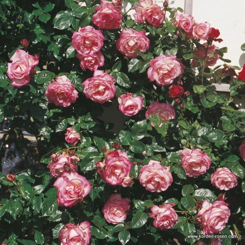 rose_rosa_kletterrose_harlekin_kordes_4_1_1.jpg