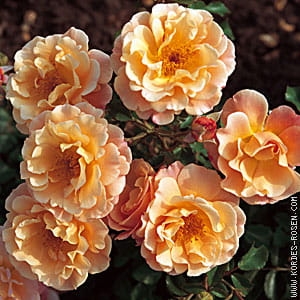 rose_orange_beetrose_cubana_kordes_01_1.jpg