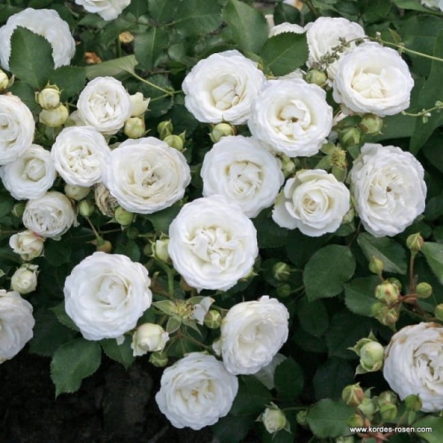 rose_weiss_zwergrose_schneekuesschen_kordes_4.jpg