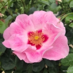 Róża See you® in rosé
