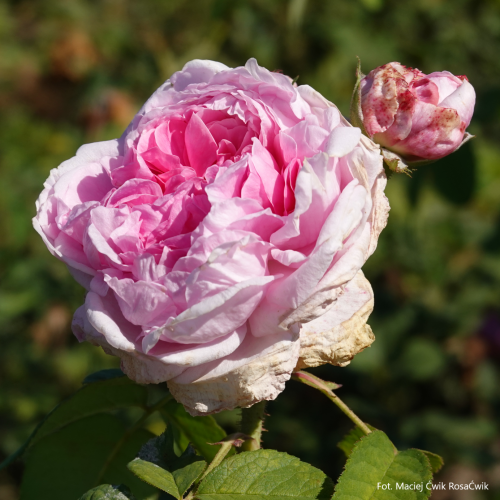 Comte De chambord2.png