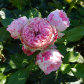 Róża Pashmina® / Pompon Flower Circus