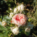 Róża Pashmina® / Pompon Flower Circus