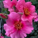 Róża See You in Pink®