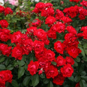 Róża Black Forest Rose®