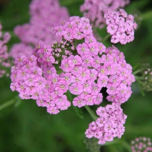 Krwawnik Pospolity 'Lilac Beauty' Achillea millefolium