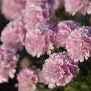 Zawciąg Nadmorski 'Glory of Holland' Armeria maritima