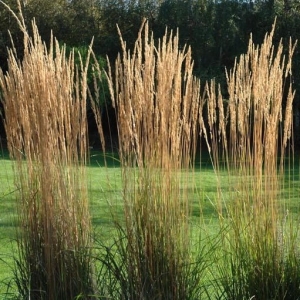 Trzcinnik Ostrokwiatowy 'Karl Foerster' Calamagrostis x Acutiflora