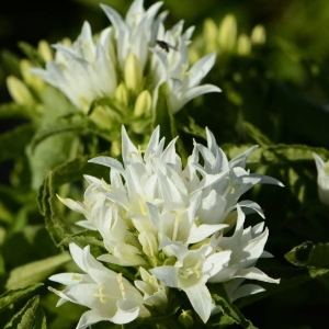 Dzwonek Skupiony Alba Campanula Glomerata