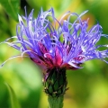 Centaurea montana.jpg