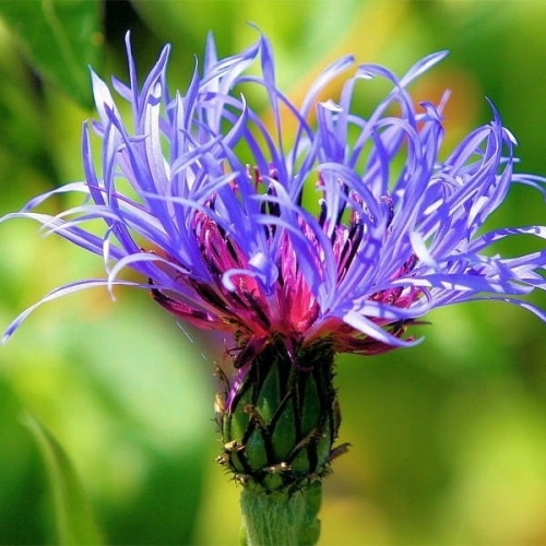 Centaurea montana.jpg