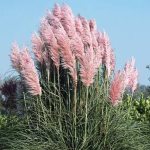 Trawa Pampasowa Pink Feather Cortaderia Selloana