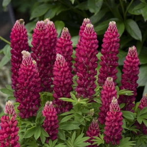 Łubin Trwały Legendary Red Shades Lupinus Polyphyllus 