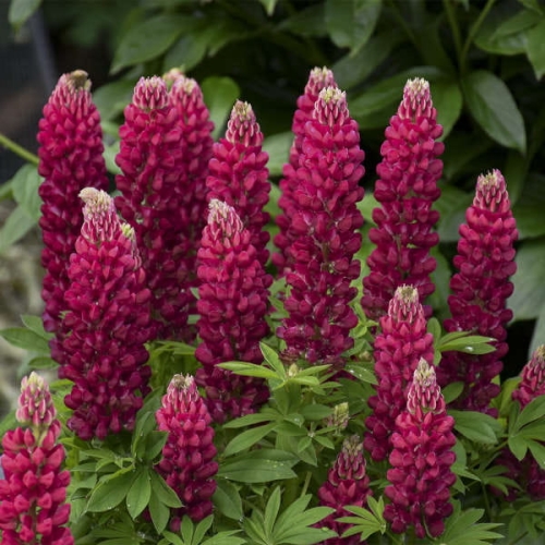 Lupinus polyphyllus Gallery series Red Shades.jpg