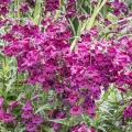 Penstemon x mexicale `Carillo red`.jpg
