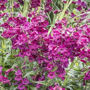 Penstemon Meksykański Carllio Red Penstemon x mexicale