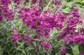 Penstemon x mexicale `Carillo red`.jpg