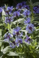 Centaurea montana.jpg